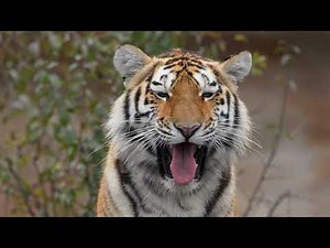 La Tigre Siberiana HD ‪@WorldWondersTV4K‬