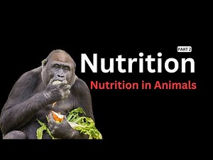 Modes of Nutrition in Animals, Herbivores, Carnivores, Omnivores, Parasites, Filter Feeders