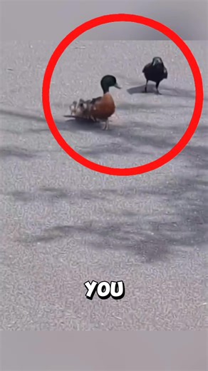 The brave mother duck who protected her ducklings from crows! #duck | Animals Life Uncovered