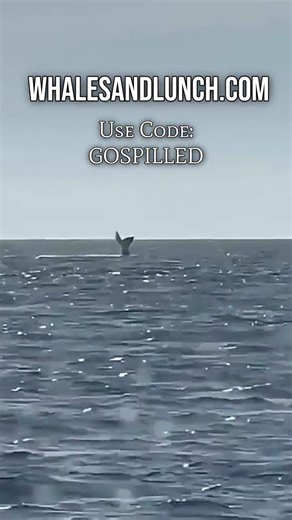 Whales & Lunch: Ketchikan’s Ultimate Marine Mammal Experience