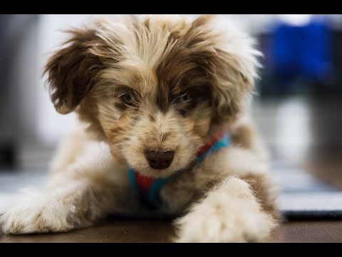 Introducing Beau - Our 10 Week Old Mini Aussie Doodle