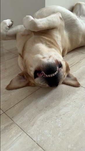 Holly Dramatically Plays Dead for Attention 😄🐾