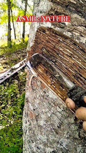 ASMR Rubber Tapping | Satisfying Sounds of Nature & Dripping Latex #shors #shorts