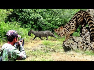 FULL‼️15 COMPILATION VIDEOS OF MUSA HUNTING//15 MUSA HUNTING HIT SHOTS