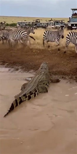crocodile vs Zebra #wildlife #crocodile #zebra