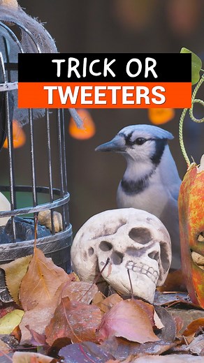 14K views · 206 reactions | 樂 Why do jays repeatedly pick up nuts and drop them? #parkour #bluejays #birdfeeding #halloween2023 #birdingbyear #alison kondler | Birding By Ear | Facebook