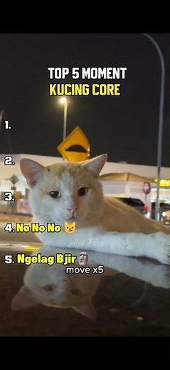 Kucing Core p26 #top5 #kucing #funny