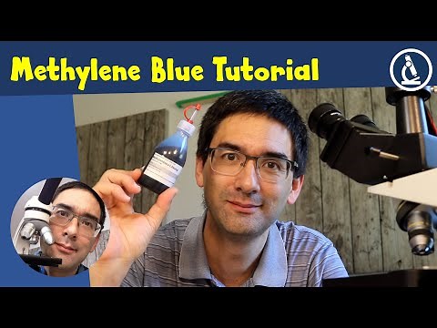 🔬 How to stain cells with Methylene Blue | Amateur Microscopy
