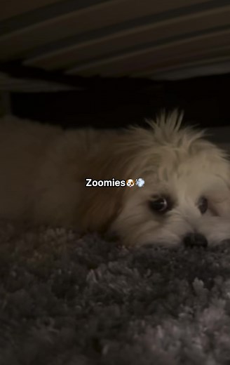 Understanding Dogs' Zoomies: What Are FRAPs?