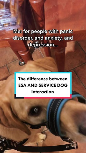 How to Train Your New Puppy into a Psychiatric Service Dog