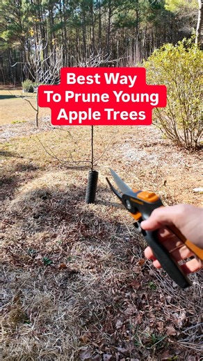 What other questions do you have about pruning fruit trees? 🍎✂️🌳 Here’s how I prune a young apple tree step by step 🌱 ✔️ Thin crowded lower scaffolds ✔️ Keep good spacing as it grows up ✔️ Remove weak or shading branches ✔️ Choose one strong central leader ✔️ Tip back to an outward facing bud for side shoots 🌿 Simple, intentional cuts now set this tree up for years of healthy growth 🙌 Drop your pruning questions in the comments 👇 #fruittrees #pruning #homeorchard #backyardorchard #growyour