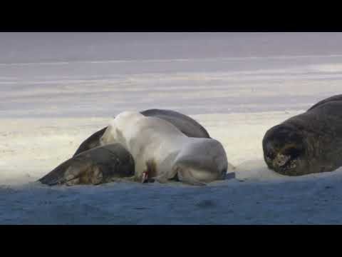 Windows 7 - Animals sample video for media player