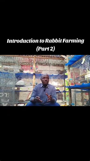 Understanding Rabbit Farming in Ghana: A Comprehensive Guide