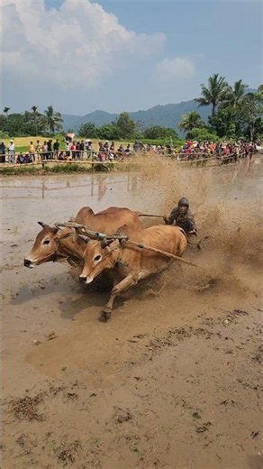 Bukan Balapan Biasa! Inilah Pacu Jawi Asli Sumatera Barat