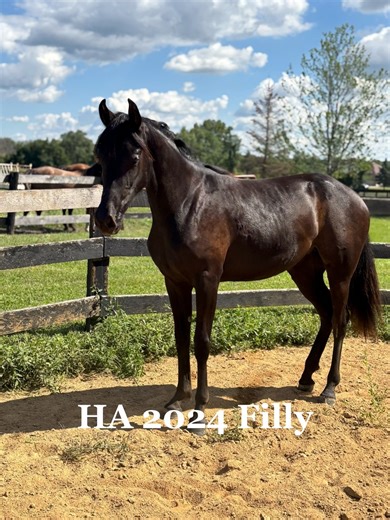 2024 Black Half-Arabian Filly For your consideration: Meet “Netty” (reg. name pending) (ASA Scandalous Affair x She’s Setting The Bar (Friesian/QH) Hunter, Western, Sport horse prospect.. Take her whichever direction you’d like! Netty has been started w/30 days of training: lunging, leg wraps, clipping, trailering & handling. She is well put together with size & a quiet demeanor, Netty is so pleasant to work with! Nominations: Sweepstakes #HalfArabianHorse #ArabianHorse #YearlingFilly #WesternPl