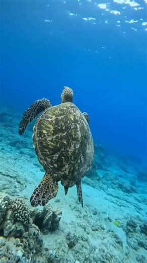 158K views · 9.9K reactions | Say hello to the turtle  | I Love The Ocean | Facebook