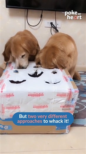 20K views · 91 reactions | Homemade whack-a-mole got them working overtime. #DogGames #LabGoals #MoleMadness | Poke My Heart | Facebook