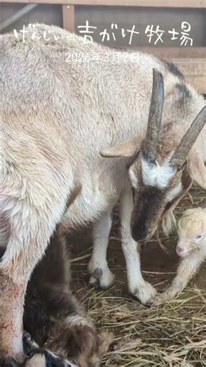 Mom, You're Stepping on Me! Chacha the Goat Steps on Her Own Baby 🐐⚠️ #shorts