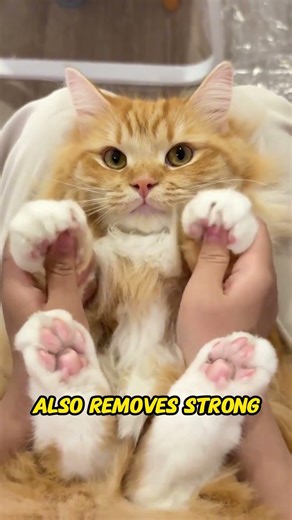 Why Cats Clean Their Paws So Often