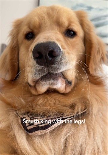 Ben the Golden Retriever: Short But Long-Legged Puppy Surprise