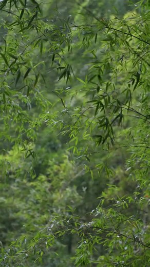 #asmr #nature #wind #风的声音 #疗愈