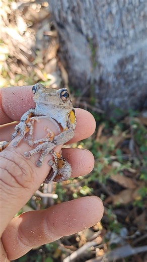 🌿🐸 Wildlife Wednesday 🐸🌿 This week we’re shining a spotlight on a beautiful Peron’s Tree Frog (Litoria peronii) discovered by one of our Ecologists while working on a project near Warwick. We can tell this little guy is a male—because he was calling! During breeding season, males call to attract females, who choose their mate based on the pitch, rate, and intensity of the call. 🎶 🐸 About the Species ✨ Peron’s Tree Frog grows up to 7 cm in length. ✨ Grey or light brown back, sometimes mottl