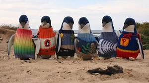 Haru, Lelaki Berusia 109 Tahun Merajut Sweater untuk Penguin