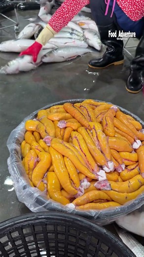 Inside the massive mullet fish roe cutting process #bottarga #fishingindustry #fishprocessing #roe