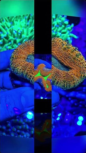 Lobo Brain Coral | Stunning Brain Coral for Reef Tanks #LoboBrainCoral #Coral #aquarium #reeflife