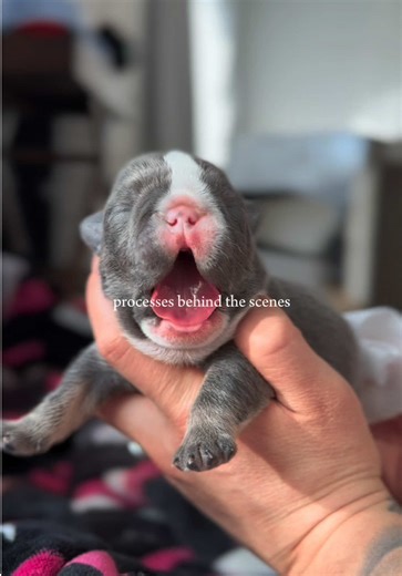 Today looks a little different though. Instead of waking her up after feeding to clean the babies, I’m stepping in so she can get an extra hour or two of much needed rest. Yes the days are long and the nights are longer. (for both of us 🙃) In this video, you’ll see me use baby wipes to gently stimulate the puppies to pee and poop. Newborn puppies cannot go on their own yet, so ensuring this gets done is critical, if they don’t pass a bowel movement, they can become constipated or develop digest