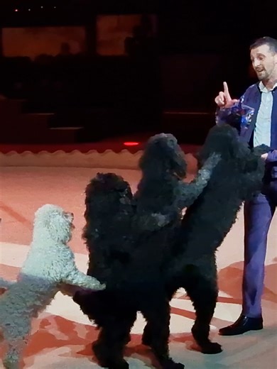 Thomas Lacey - Dog act - 16th Budapest Circus Festival 2026 Thomas Lacey - Kutyaszám - XVI. Budapest Nemzetközi Cirkuszfesztivál – 2026 Fővárosi Nagycirkusz #circus #cirkusz #circo #circusfestival #cirkuszfesztivál #fnc #thomaslacey #dogact #kutyaszám #feketepéter #circusvideo #budapest #FővárosiNagycirkusz #zirkusfestival