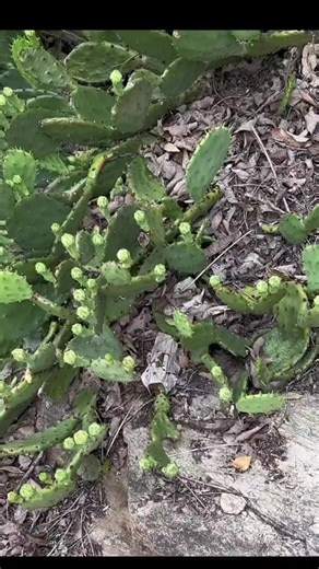 Reviving a Cactus: A Year-Long Transformation