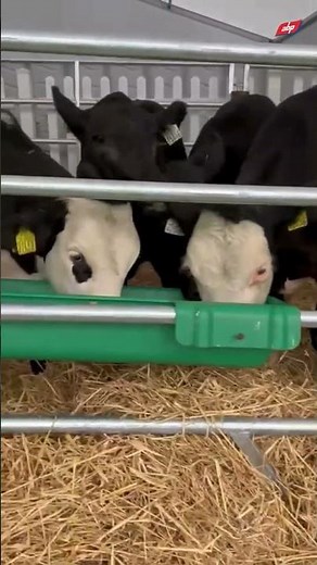 Tullamore Show 2025 Highlights