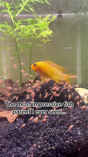 Apistogramma macmasteri gold #aquariumhobby #aquarium #fishtank #fish #fishkeeping