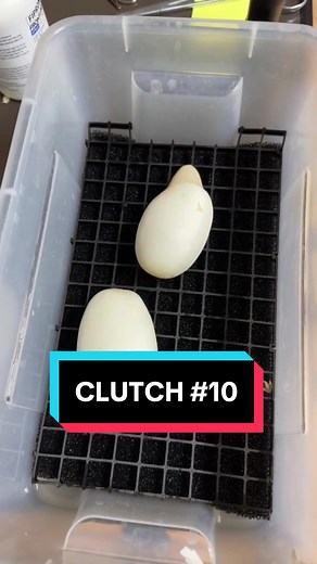 Ball Python Teeth - Clutch #10 Challenge with Nica Gutierrez