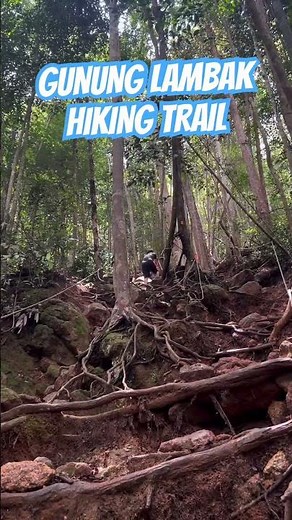 马来西亚🇲🇾 登山小径 原始丛林 居鑾南峇山 坡度大的路径 两小时解锁 MALAYSIA HIKING TRAIL GUNUNG LAMBAK KLUANG SUIT FOR NOVICE