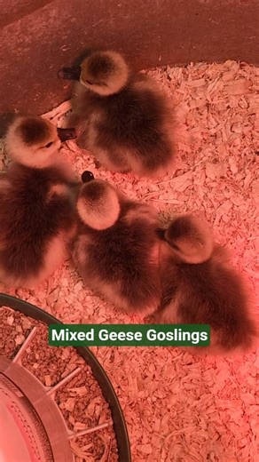 Mixed Geese Goslings #pets #geese #animallovers #nature