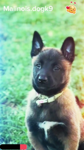 #malinois #puppy #dogk9 #dogsoftiktok #dogtraining