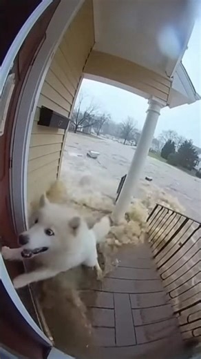 A WALL OF WATER TRIED TO TAKE HIM 🌊🐾ONE MOVE SAVED HIS LIFE 💔⚡