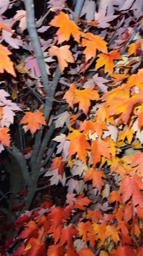 Árboles bonitos | Instrumentos De DIOS | Facebook