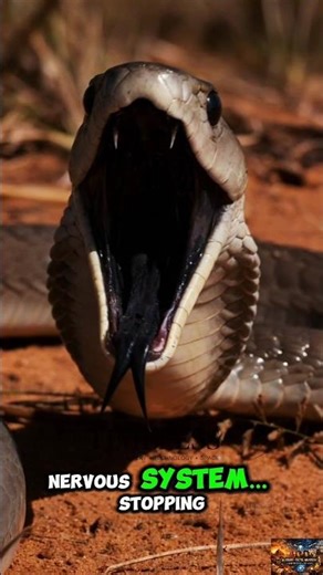 “Meet the Black Mamba: Speed + Venom = Instant Danger #history #facts #snake #venomsnake