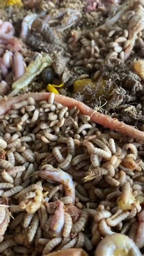 Tại sao ít thức ăn mà lại ra nhiều sâu? | Ruồi Lính Đen