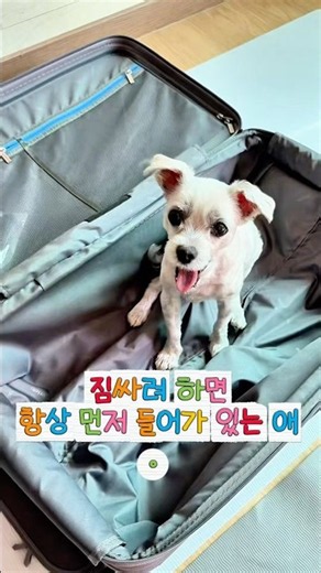 Suitcase recommendation 💜 I tried the Trip & Square 24-inch carrier ⭐⭐⭐⭐⭐