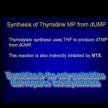 Thymidine Synthesis @Metabolism Made Easy