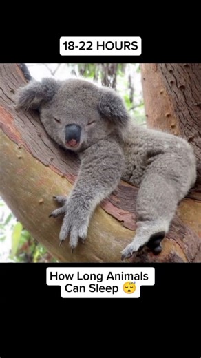 Koala's 22-Hour Snooze vs. Horse's 3-Hour Nap! 🐨🆚🐴 #2
