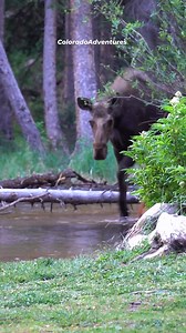 495K views · 13K reactions | Mother moose coming to check on her calf. #Moose #babyanimals #animals #coloradoadventures #Colorado | Colorado Adventures | Facebook