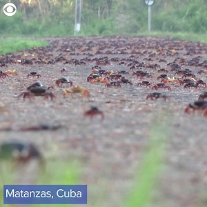 53K views · 564 reactions | Wow. Check out these crabs on the move in Matanzas, Cuba. They're making their way from the forest to the sea. And while the migration happens every year, scientists say there are more this year -- maybe because there was less traffic during the pandemic giving a chance for the crab population to grow. | Hawaii News Now | Facebook