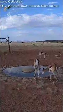 Oryx Chases Springbok Away from the Waterhole