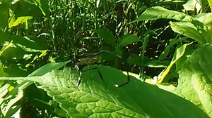 13K views · 343 reactions | Fun Fact: Not all wasps will sting you! Wasps are important to their ecosystem, controlling beetles and other insects through parasitoidism. Offspring will feed on grubs as they develop, eventually killing the host (like June beetles). Some wasps also work as pollinators, similar to bees. Video Credits: Rachel Teeter Video Description: A black wasp with a long abdomen. | Great Smoky Mountains National Park | Facebook