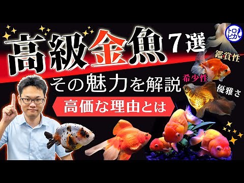 【高級金魚】優雅で美しい高級金魚の魅力と高価な理由！【全7選】